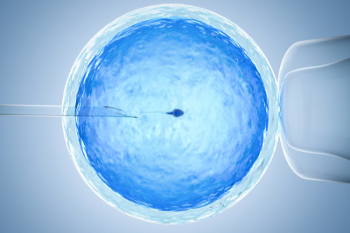 Photo of petri dish illustrating artificial insemination or IVF